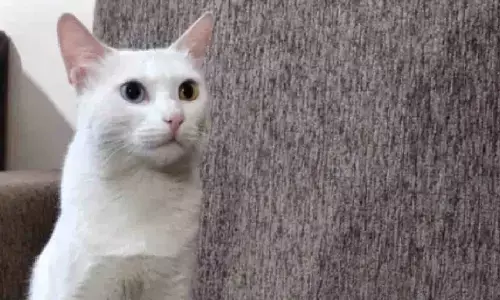 इस सफेद रंग की दुर्लभ बिल्ली की कीमत 8 लाख रूपए, जानिए क्या है इसमें खास?