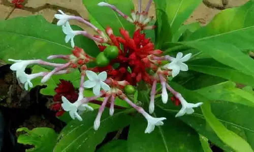 Sarpagandha farming: इस औषधीय पौधे की खेती करें किसान, 3 हजार रुपए किलो बिकते है बीज