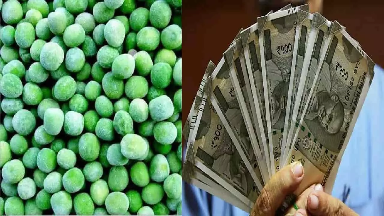 Start Frozen Peas Business Start Frozen Peas Business