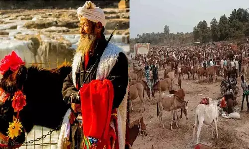 Donkey Fair 2022: सलमान सबसे महंगा बिका, शाहरुख सस्ते में, ऋतिक- रणवीर की भी बोली लगी, जानिए चित्रकूट के विशेष गधा मेला के बारे में