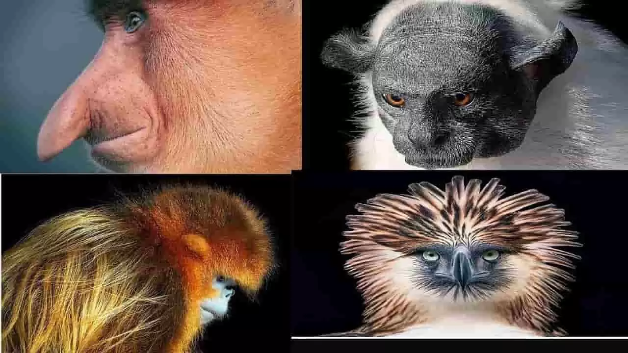 विलुप्ति की कगार पर पहुंच गए ये खूबसूरत वन्यप्राणी, तस्वीरों दिखता है इनका दर्द विलुप्ति की कगार पर पहुंच गए ये खूबसूरत वन्यप्राणी, तस्वीरों दिखता है इनका दर्द