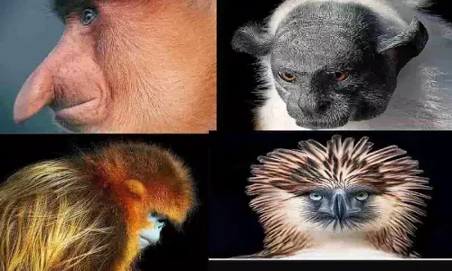 विलुप्ति की कगार पर पहुंच गए ये खूबसूरत वन्यप्राणी, तस्वीरों दिखता है इनका दर्द