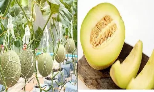 हीरे से भी ज्यादा महंगा है ये फल, 1 खरबूजे की कीमत 10 लाख रूपए, जानिए!