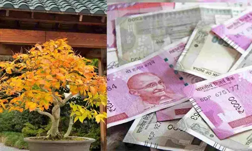 Cultivate this plant by planting only 2 thousand Earning up to 4 lakhs know how