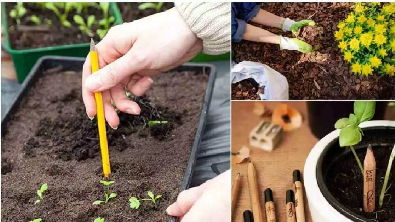 Gardening Tips: लिखने के साथ ही बागवानी में करें पेंसिल का उपयोग, पौधों के लिए है फायदेमंद