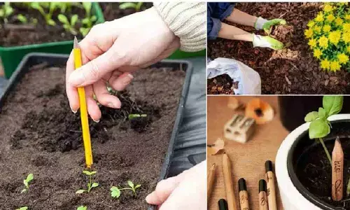 Gardening Tips: लिखने के साथ ही बागवानी में करें पेंसिल का उपयोग, पौधों के लिए है फायदेमंद