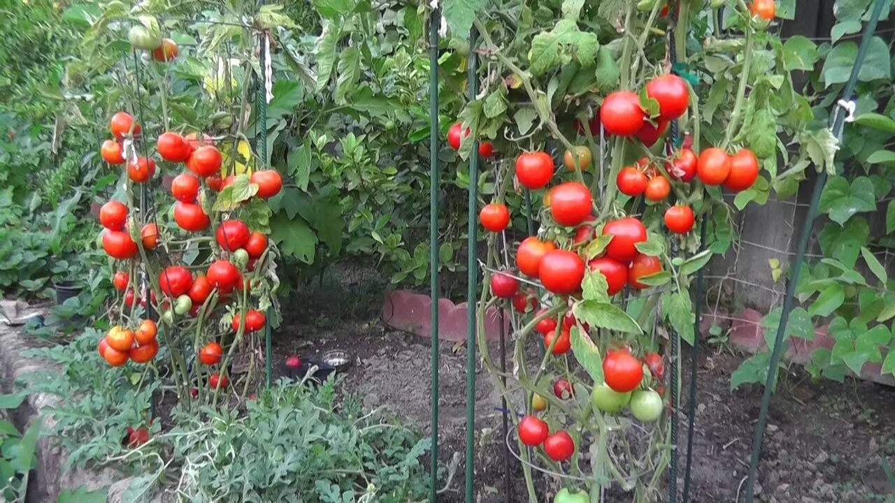 Tomato Plant Business: घर बैठे हो सकते है मालामाल, प्लास्टिक की बोतलों में उगाएं टमाटर, ये है तरीका!