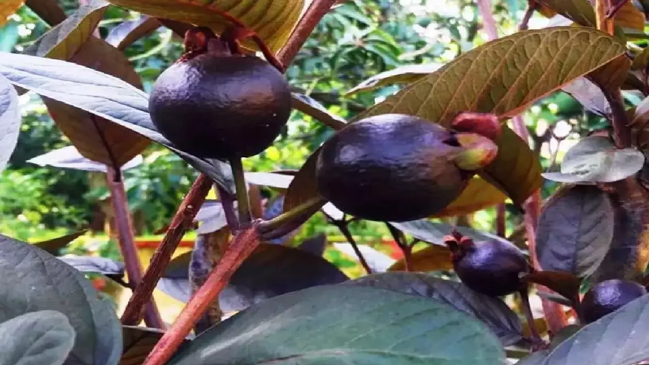 Black Guava Benefits: काले अमरुद को खाने के है इतने फायदे, जितने आपने जिंदगी में नहीं सुने होंगे, जानिए!