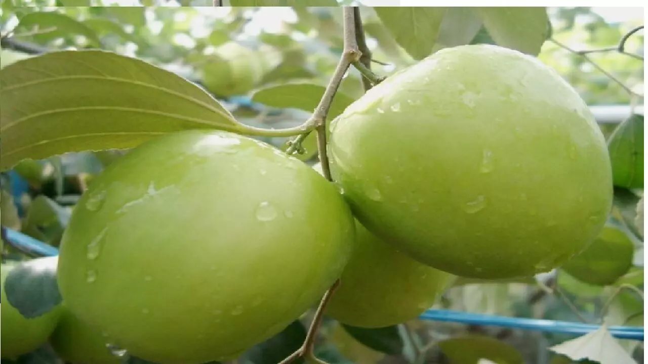 Thai Apple Plum Farming: किसान करें थाई एप्पल बेर की खेती, एक बार लगाएं पेड़ 20 साल तक देगा फल, जानिए!