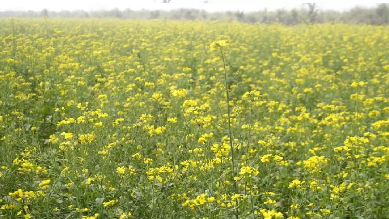 Mustard Farming: सरसों की खेती करने के ये है शानदार टिप्स, होगी जबरदस्त कमाई, जानिए कैसे?