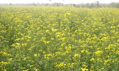 Mustard Farming: सरसों की खेती करने के ये है शानदार टिप्स, होगी जबरदस्त कमाई, जानिए कैसे?