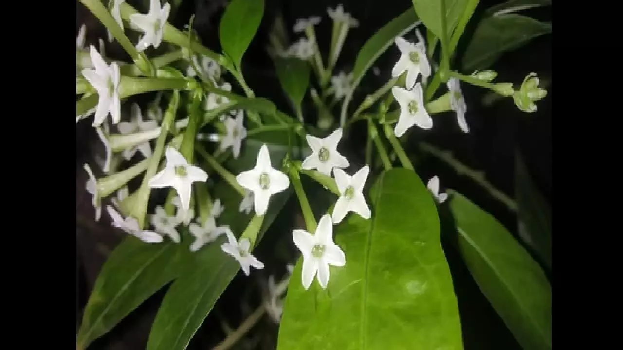 घर के पास रातरानी का पौधा लगाने के हैं कई चमत्कारी फायदे, जानिए घर के पास रातरानी का पौधा लगाने के हैं कई चमत्कारी फायदे, जानिए
