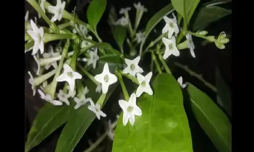 घर के पास रातरानी का पौधा लगाने के हैं कई चमत्कारी फायदे, जानिए