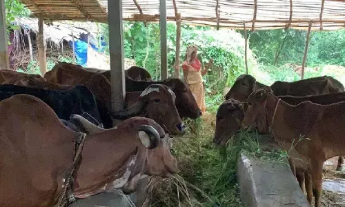 Dairy Business Ideas: किसान खरीदें इस नस्ल की गाय, 40 से 50 लीटर प्रतिदिन बरसेगा दूध, तीन नस्ल की क्रास बीडिंग से तैयार हुई यह गाय