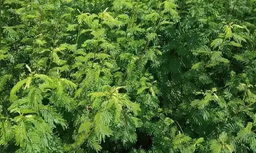 Dashrath Grass Benefits: ज्यादा दूध बढ़ाने पशुओ को दें यह हरा चारा, बढे़गा दूध और प्रोटीन