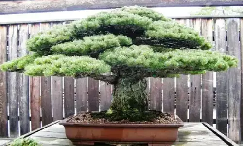 दुनिया का सबसे महंगा पेड़, जिसकी कीमत 9.66 करोड़, जानिए!