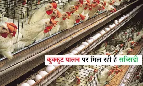 Poultry Farming