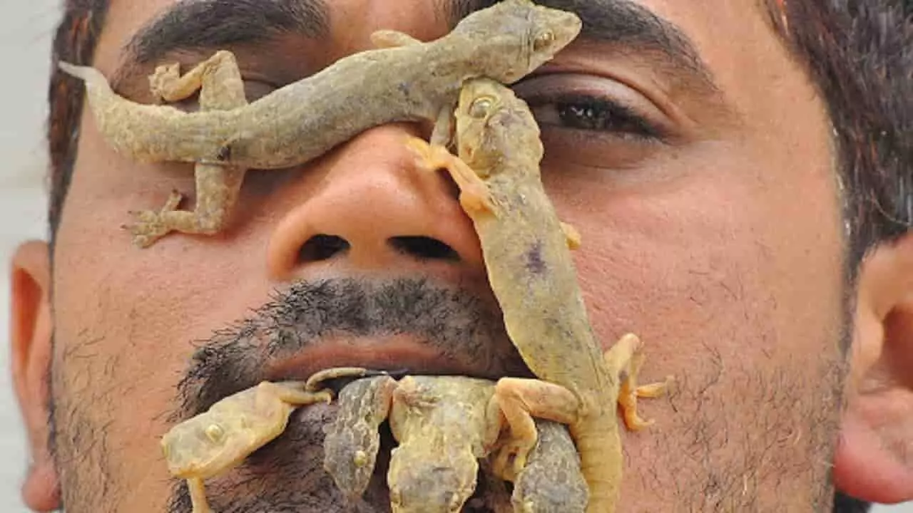 क्या आपके घर में छिपकली रहतीं हैं, ये ट्रिक अपनाइये  छिपकली घर में घुसने से पहले 100 बार सोचेगी