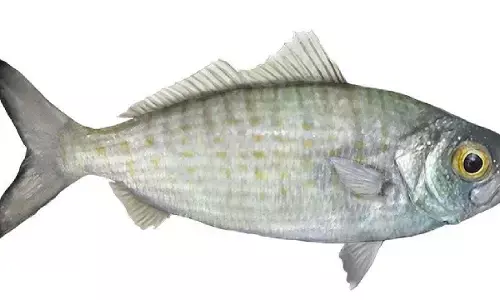 इस दुर्लभ मछली को पाकर एक झटके में 72 लाख का मालिक बन गया मछुआरा, जानिए