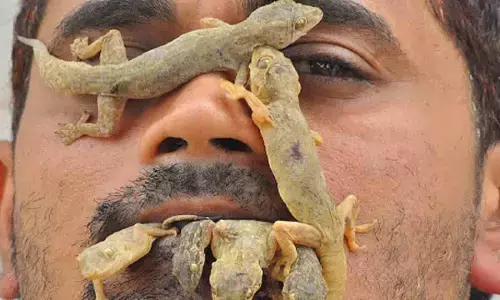 क्या आपके घर में छिपकली रहतीं हैं, ये ट्रिक अपनाइये  छिपकली घर में घुसने से पहले 100 बार सोचेगी