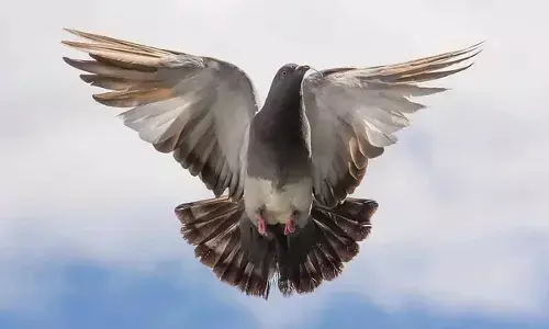 जानिए कबूतर की उस क्षमता के बारे में जिससे लेटर पहुंचाने में होते हैं सफल, कैसे काम करता है इनका GPS सिस्टम