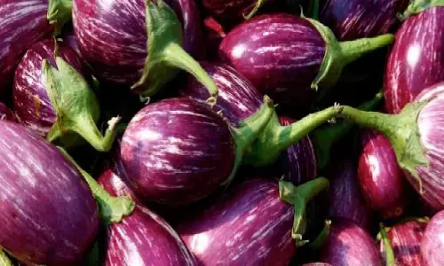 Brinjal Farming: शुरू करे बैगन की खेती का बिजनेस, घर बैठे 10 लाख रुपये की होगी कमाई Brinjal Farming: शुरू करे बैगन की खेती का बिजनेस, घर बैठे 10 लाख रुपये की होगी कमाई