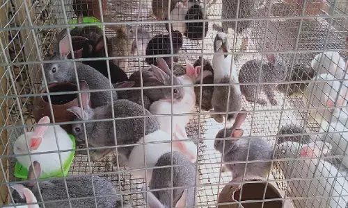 Rabbit Farming Rabbit Farming