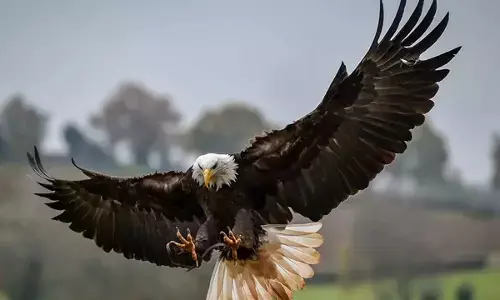 जलवायु परिवर्तन का बुरा असर पड़ रहा है पक्षियों पर, शरीर से बड़े हो गए पंख जलवायु परिवर्तन का बुरा असर पड़ रहा है पक्षियों पर, शरीर से बड़े हो गए पंख