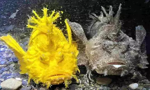 Monster Fish: ये डरावनी सी दिखने वाली शैतानी मछली बहुतई कलाकार टाइप की है भाई