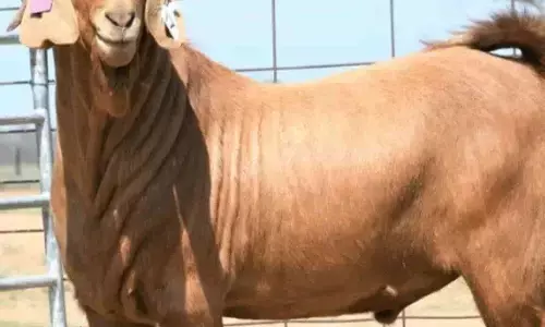 Most Expensive Goat: कभी देखा है 15 लाख रुपए का स्टाइलिश बकरा, बेचने वाला खुश और ख़रीदने वाला बहुत खुश