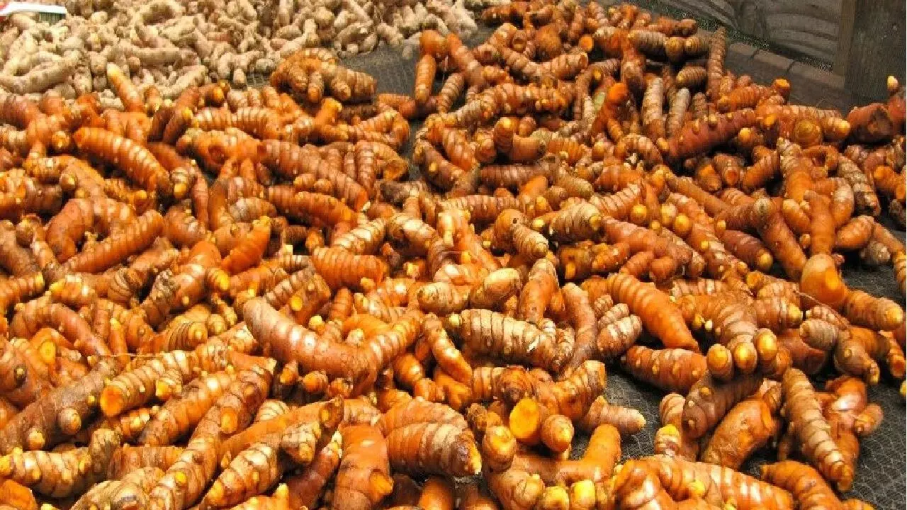 Turmeric Farming Business: शुरू करे हल्दी की खेती का बिजनेस, 14 लाख रुपए से भी ज्यादा की होगी कमाई