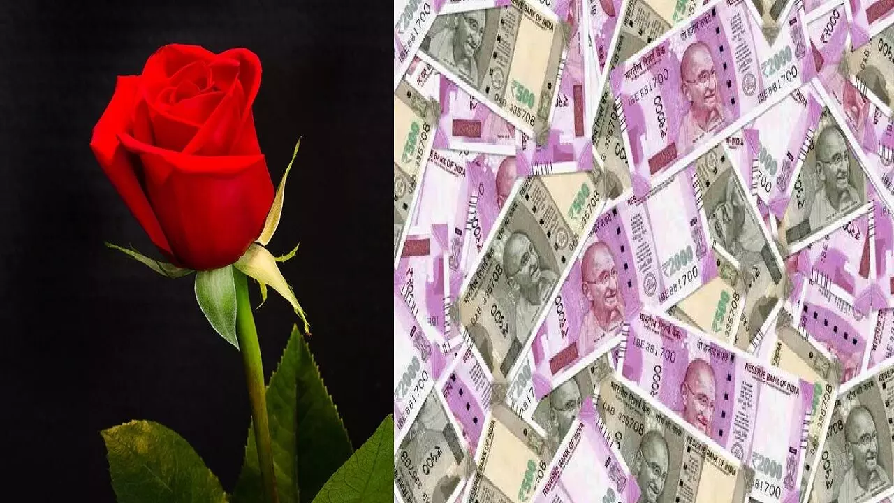 एक गुलाब आपको बना सकता है मालामाल, अंबानी के जैसे बन सकते है बड़े बिजनेसमैन, हर जगह होगी पैसो की बौछार, जानिए!