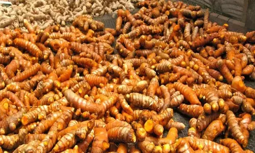 Turmeric Farming Business: शुरू करे हल्दी की खेती का बिजनेस, 14 लाख रुपए से भी ज्यादा की होगी कमाई