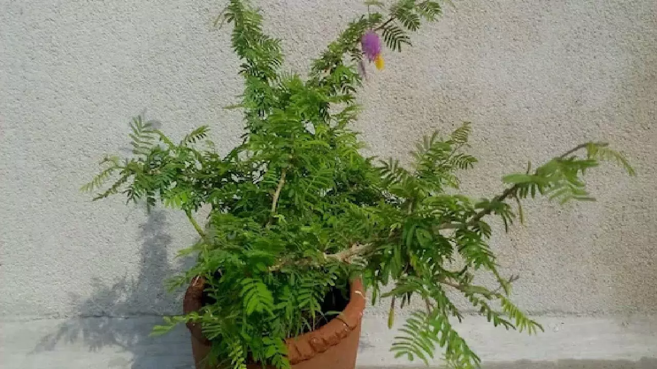 Lucky Plants For Home: बेसुमार दौलत पाने के लिए घर में लगाएं ये पौधा, पल भर में हो जाएंगे मालामाल