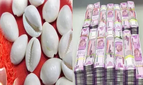 कौड़ियों से जुड़े ये उपाय जो बना देंगे आपको मालामाल, जानिए कैसे?