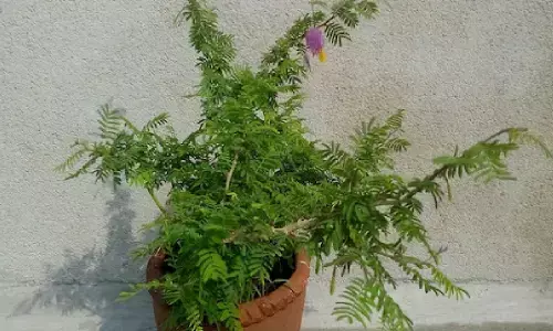 Lucky Plants For Home: बेसुमार दौलत पाने के लिए घर में लगाएं ये पौधा, पल भर में हो जाएंगे मालामाल