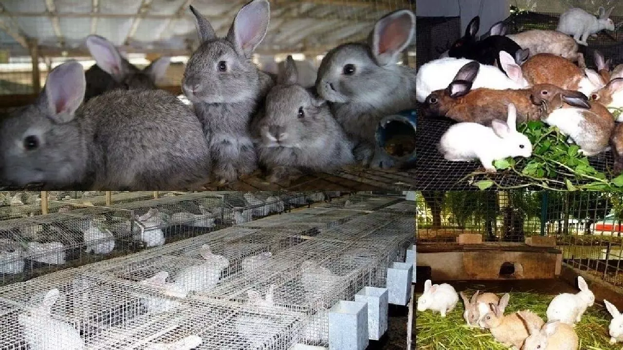 Rabbit Farming: जानवरों से है प्यार तो शुरू करें खरगोश पालन का बिजनेस, हर महीने होगी लाखो की कमाई