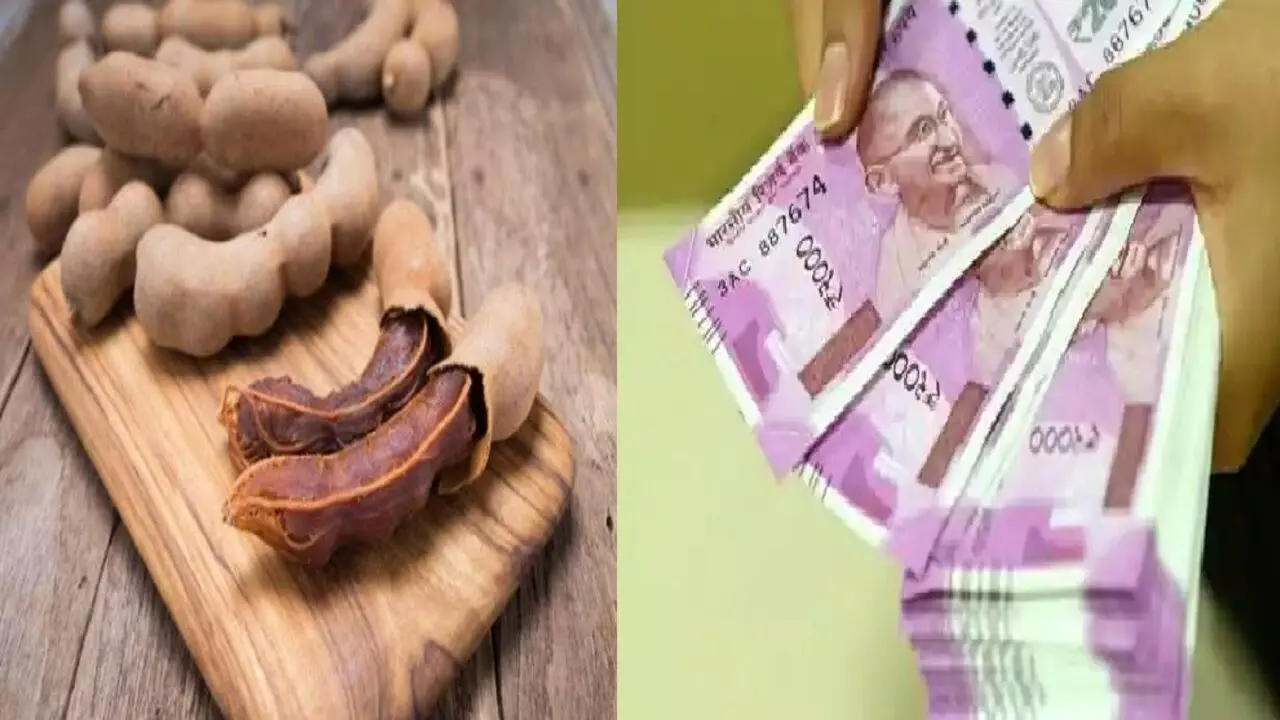 इमली के ये टोटके बना देंगे आपको करोड़पति, जानिए कैसे?