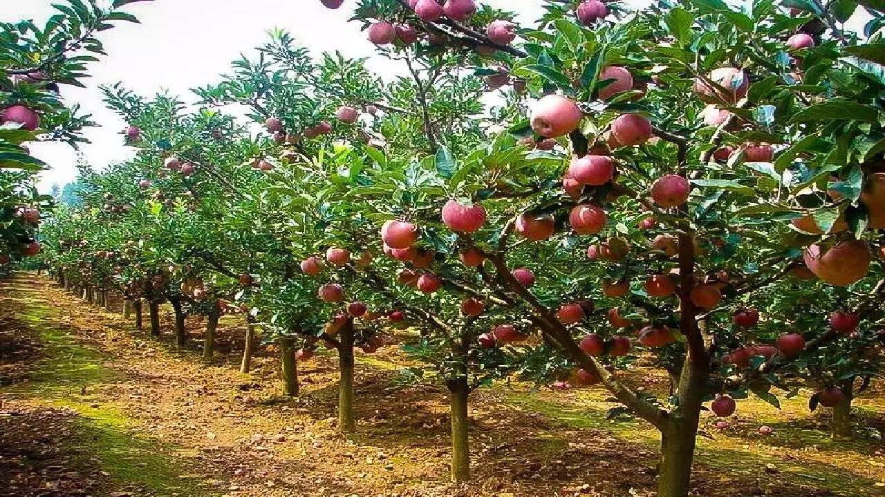 Apple Farming Business: शुरू करें सेब की खेती का बिजनेस, हर महीने होगी लाखो की कमाई,  ऐसे सच होगा आपका सपना, जानिए!
