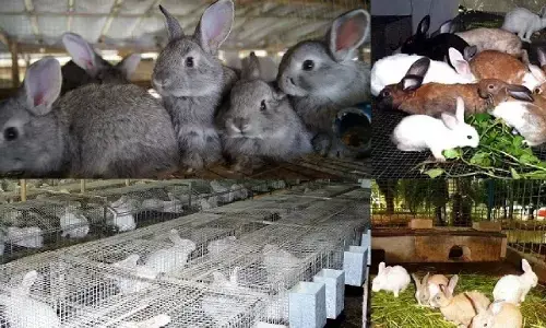 Rabbit Farming: जानवरों से है प्यार तो शुरू करें खरगोश पालन का बिजनेस, हर महीने होगी लाखो की कमाई