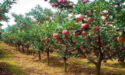 Apple Farming Business: शुरू करें सेब की खेती का बिजनेस, हर महीने होगी लाखो की कमाई,  ऐसे सच होगा आपका सपना, जानिए!