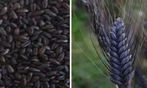 Black Wheat Farming: किसान शुरू करें काले गेहूं की खेती, बिकता है 8 हजार रूपये क्विंटल, जानिए कैसे?
