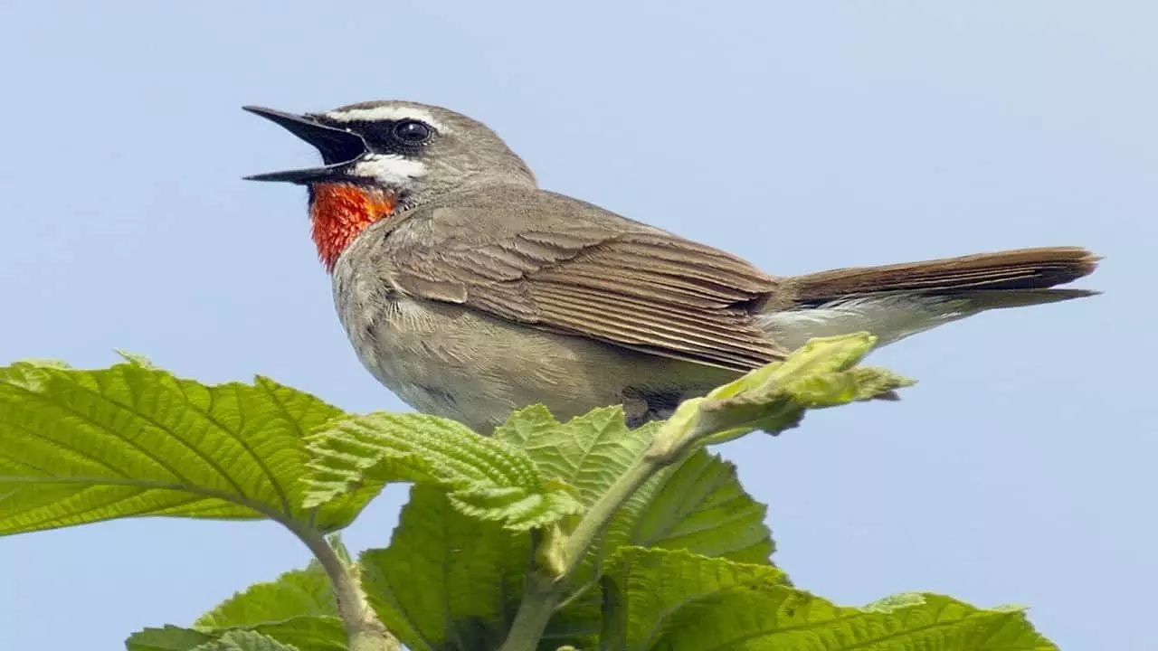 सात समंदर पार कर छत्तीसगढ़ पहुंचा अफ्रीका का अद्भुद पक्षी