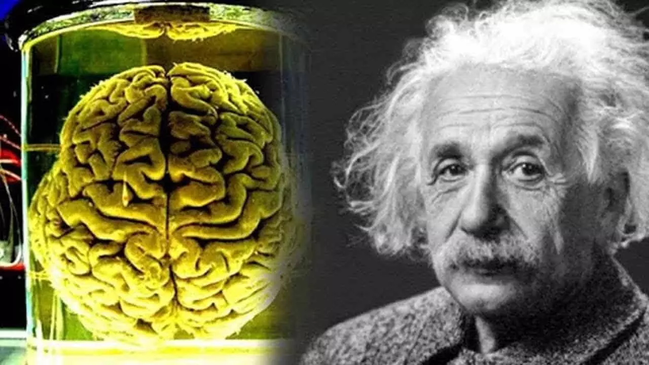 आखिर क्यों संभाल कर रखा गया है अल्बर्ट आइंस्टीन का दिमाग?