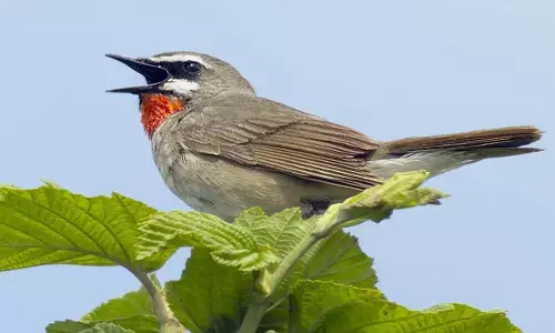 सात समंदर पार कर छत्तीसगढ़ पहुंचा अफ्रीका का अद्भुद पक्षी