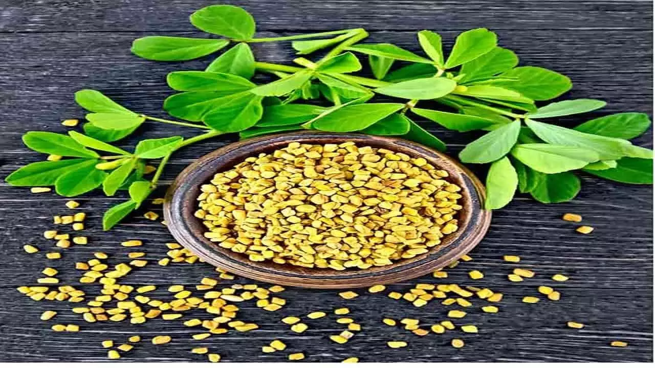 Fenugreek benefits: क्या आप जानते हैं छोटी सी मेथी के बड़े गुणों के बारे में?