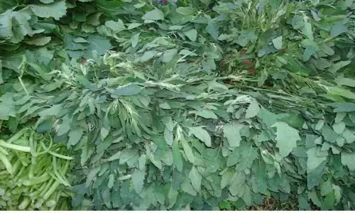 Benefits of bathua: औषधीय गुणों से भरपूर है बथुआ, जानिए इसके फायदे