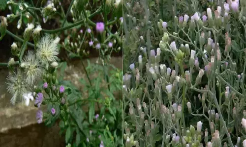 यह पेड़ आपको बनाएगा करोड़पति, जानिए सहदेवी पौधे के बारे में..