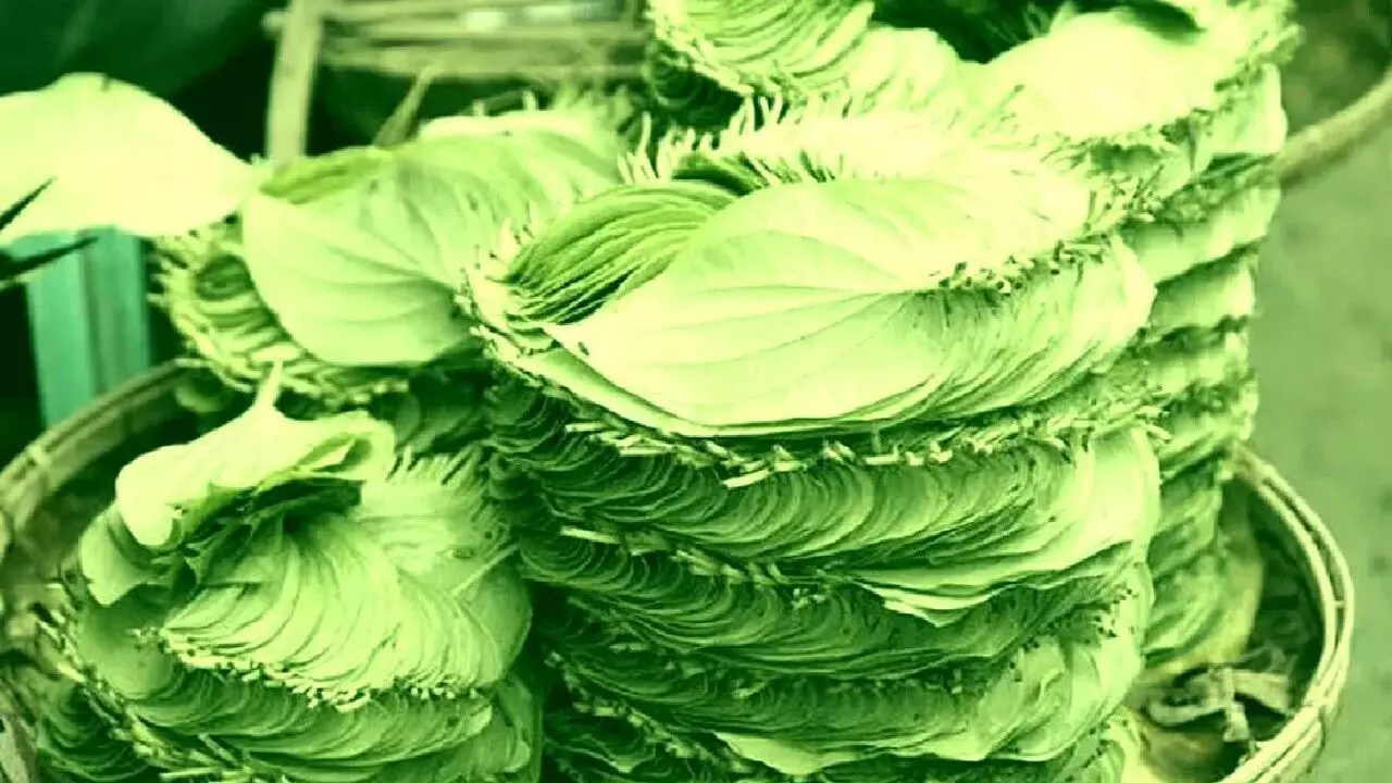 Business Ideas In Hindi 2021: महोबा पान की खेती कर शानदार कमाई कर सकते है किसान, जानिए कैसे?