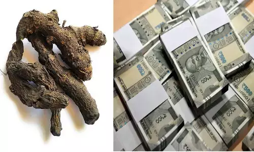 काली हल्दी से करे टोटका, पल भर में बन जाएंगे करोड़पति, जानिए कैसे?